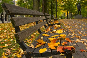 Fall Leaves on Benches Along Park